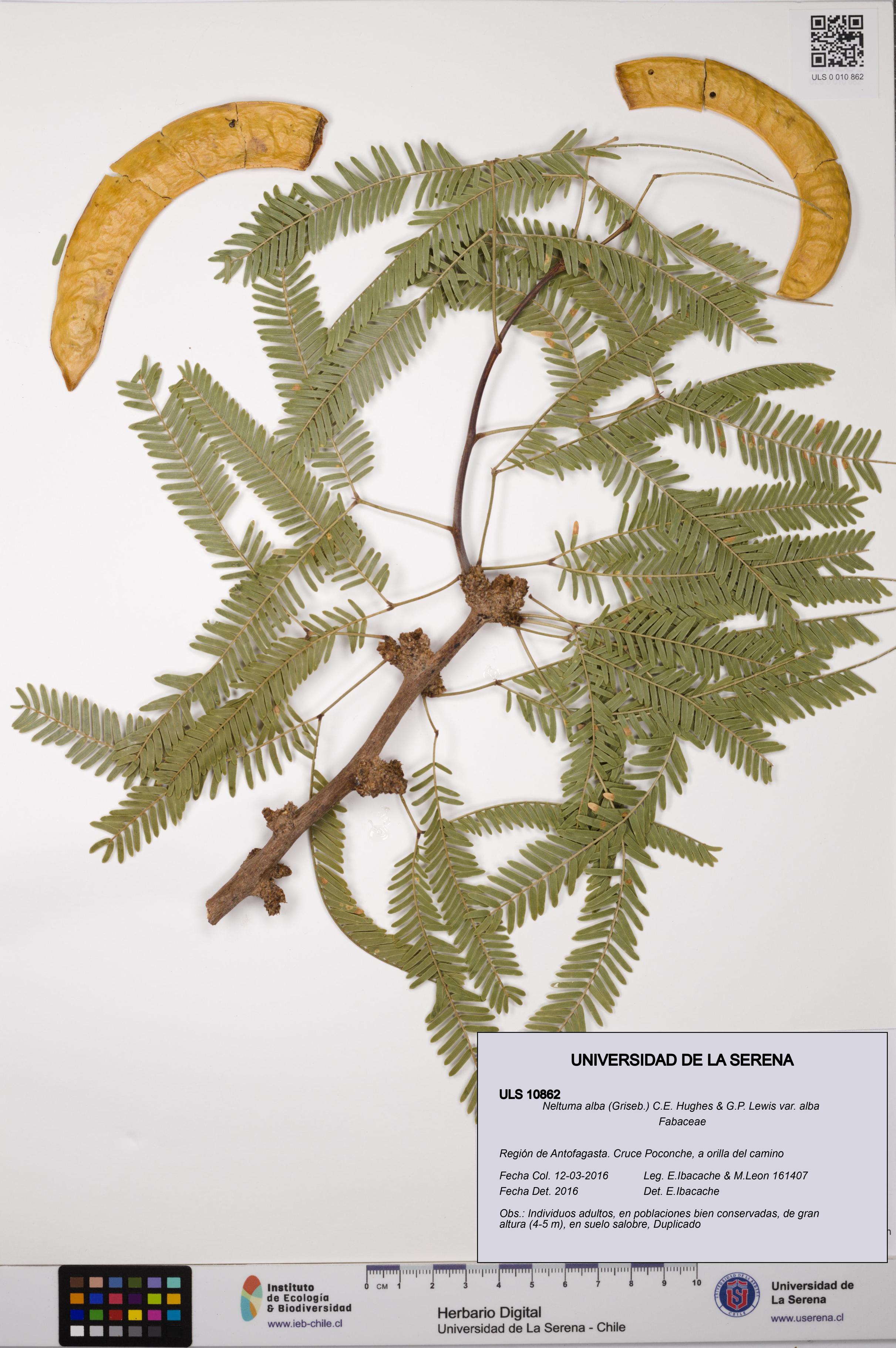 Neltuma alba var. alba [Espécimen: ULS:ULS:0010862]