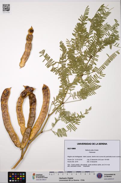 Neltuma alba [Espécimen: ULS:ULS:0010863]