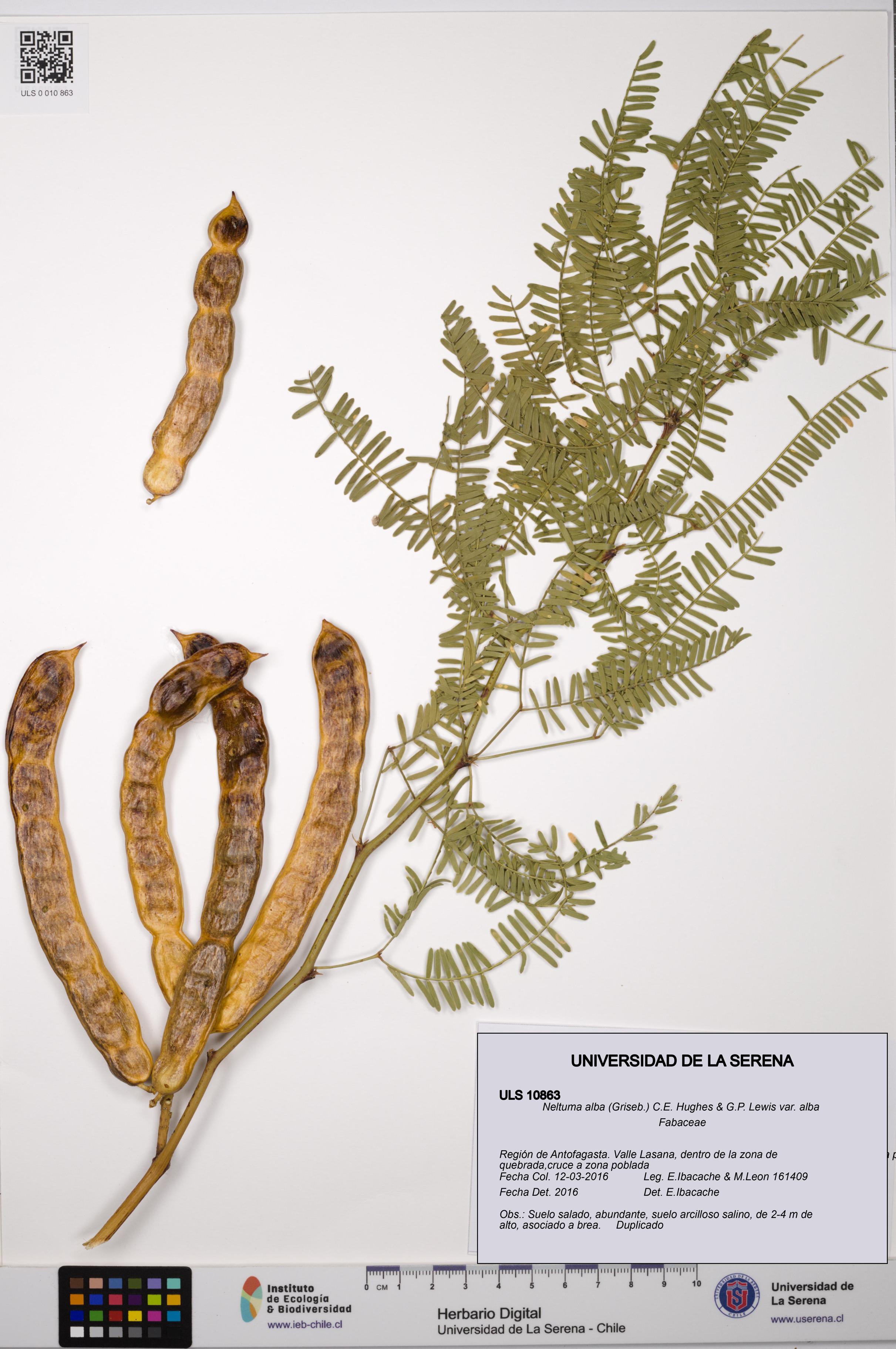 Neltuma alba var. alba [Espécimen: ULS:ULS:0010863]