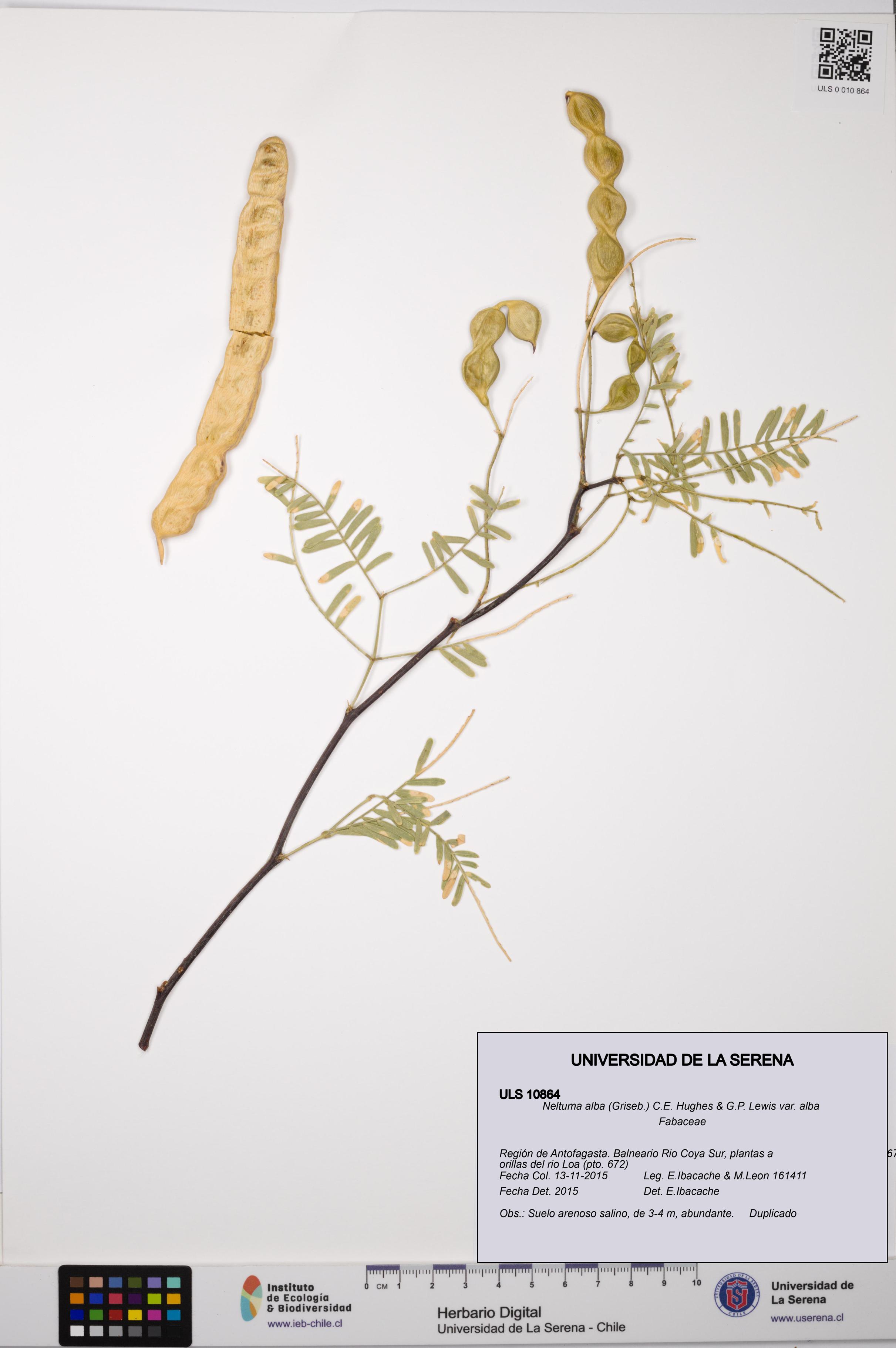 Neltuma alba var. alba [Espécimen: ULS:ULS:0010864]