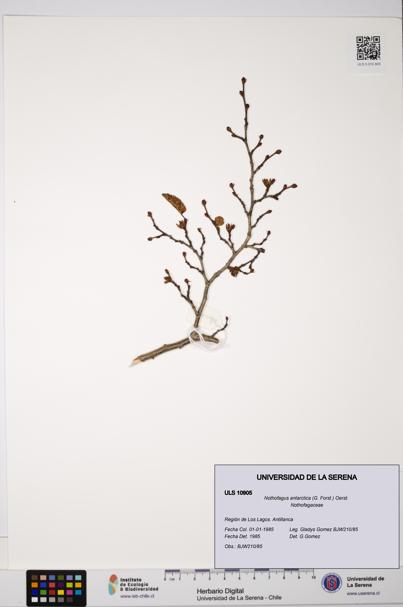 Nothofagus antarctica [Espécimen: ULS:ULS:0010905]