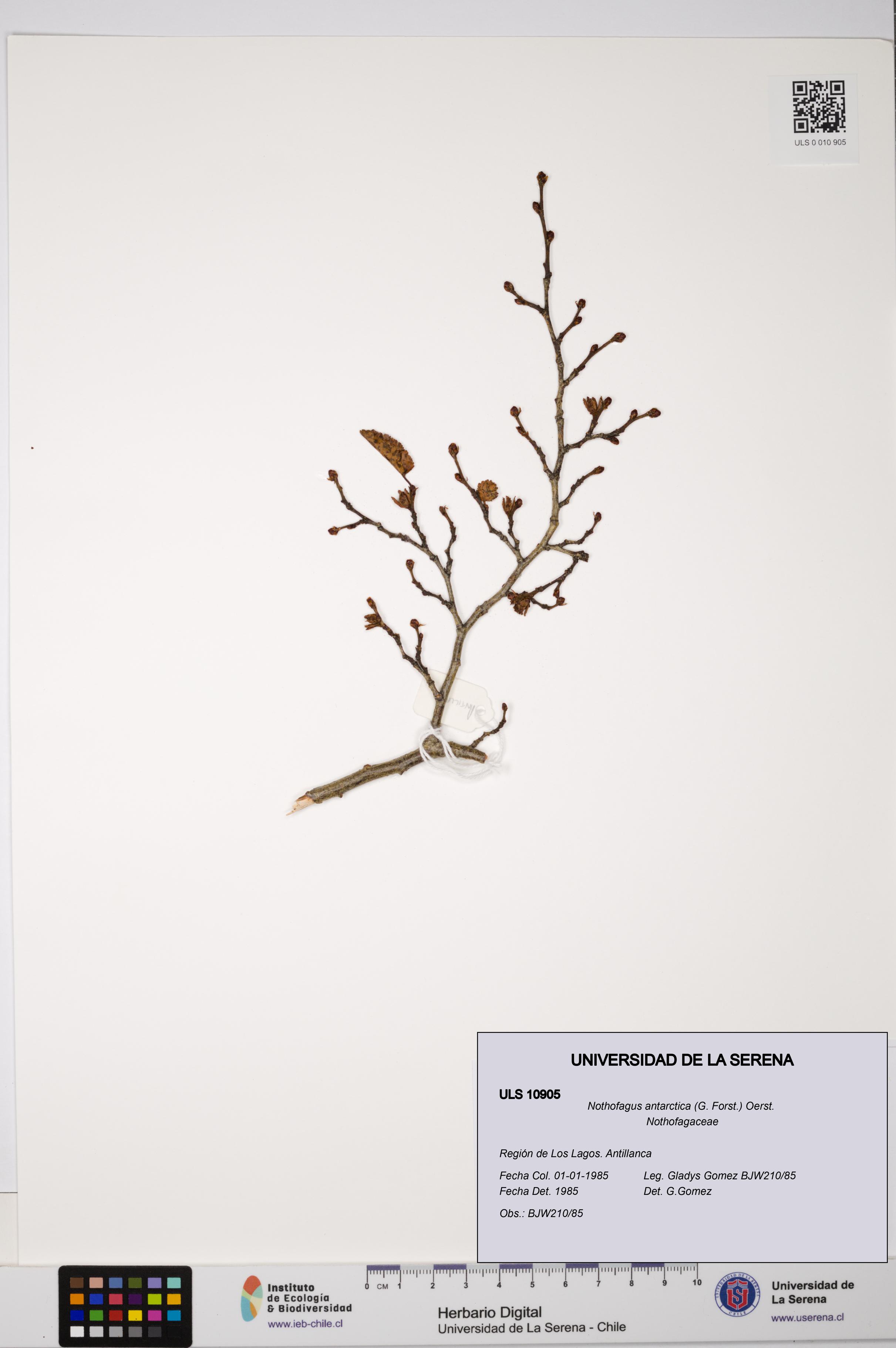 Nothofagus antarctica [Espécimen: ULS:ULS:0010905]