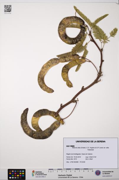Neltuma alba var. alba [Espécimen: ULS:ULS:0010925]