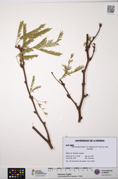 Neltuma alba var. alba [Espécimen: ULS:ULS:0010926]