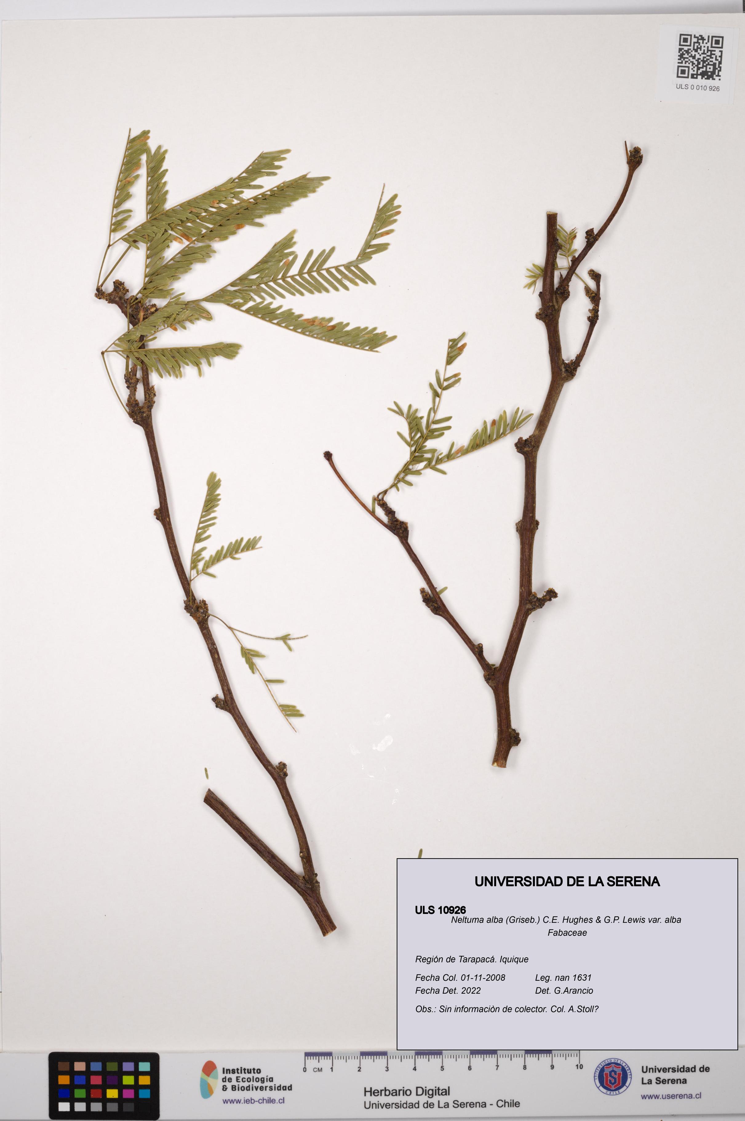 Neltuma alba var. alba [Espécimen: ULS:ULS:0010926]