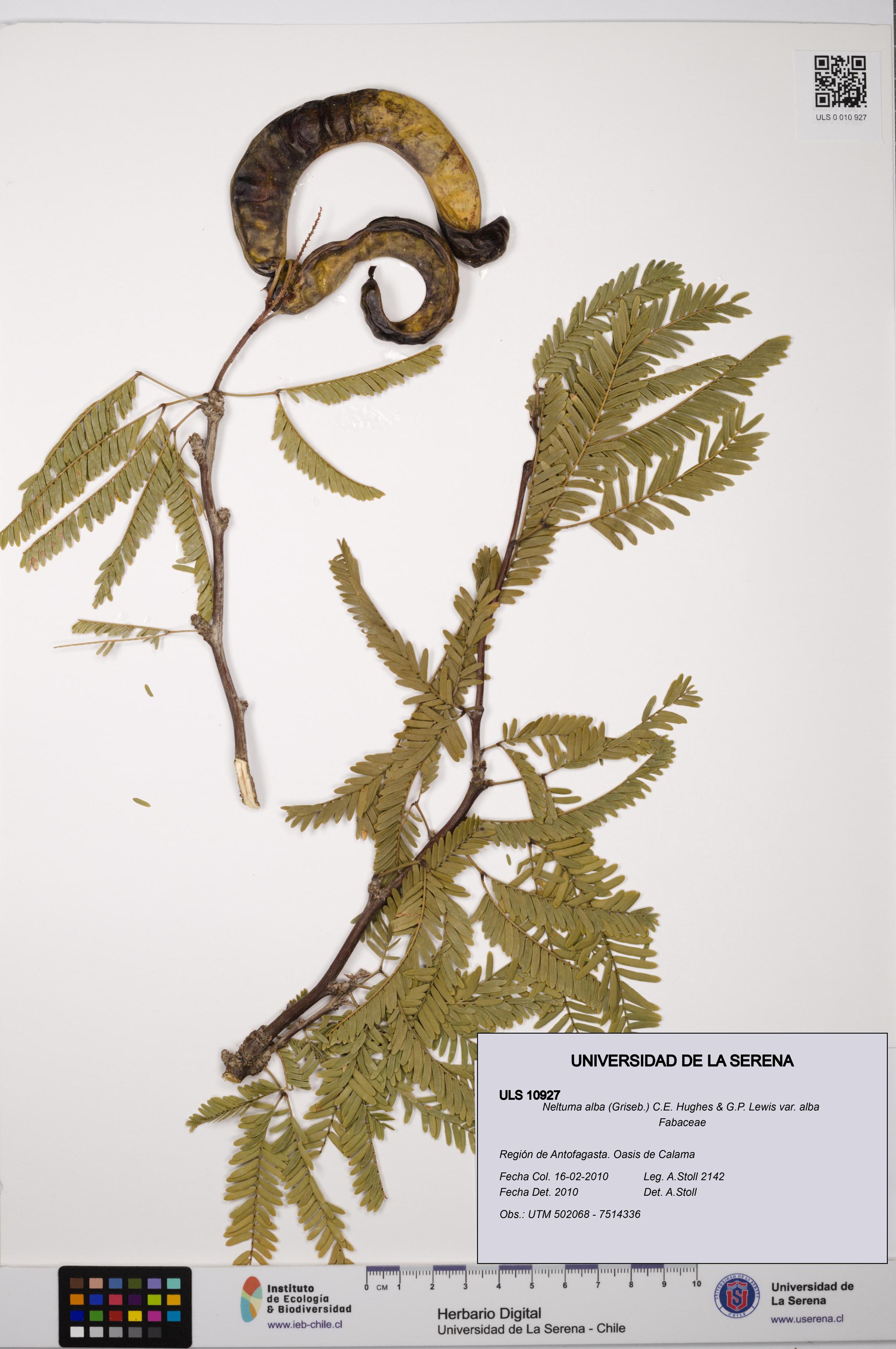Neltuma alba var. alba [Espécimen: ULS:ULS:0010927]