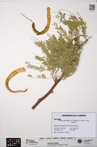 Neltuma alba var. alba [Espécimen: ULS:ULS:0010928]