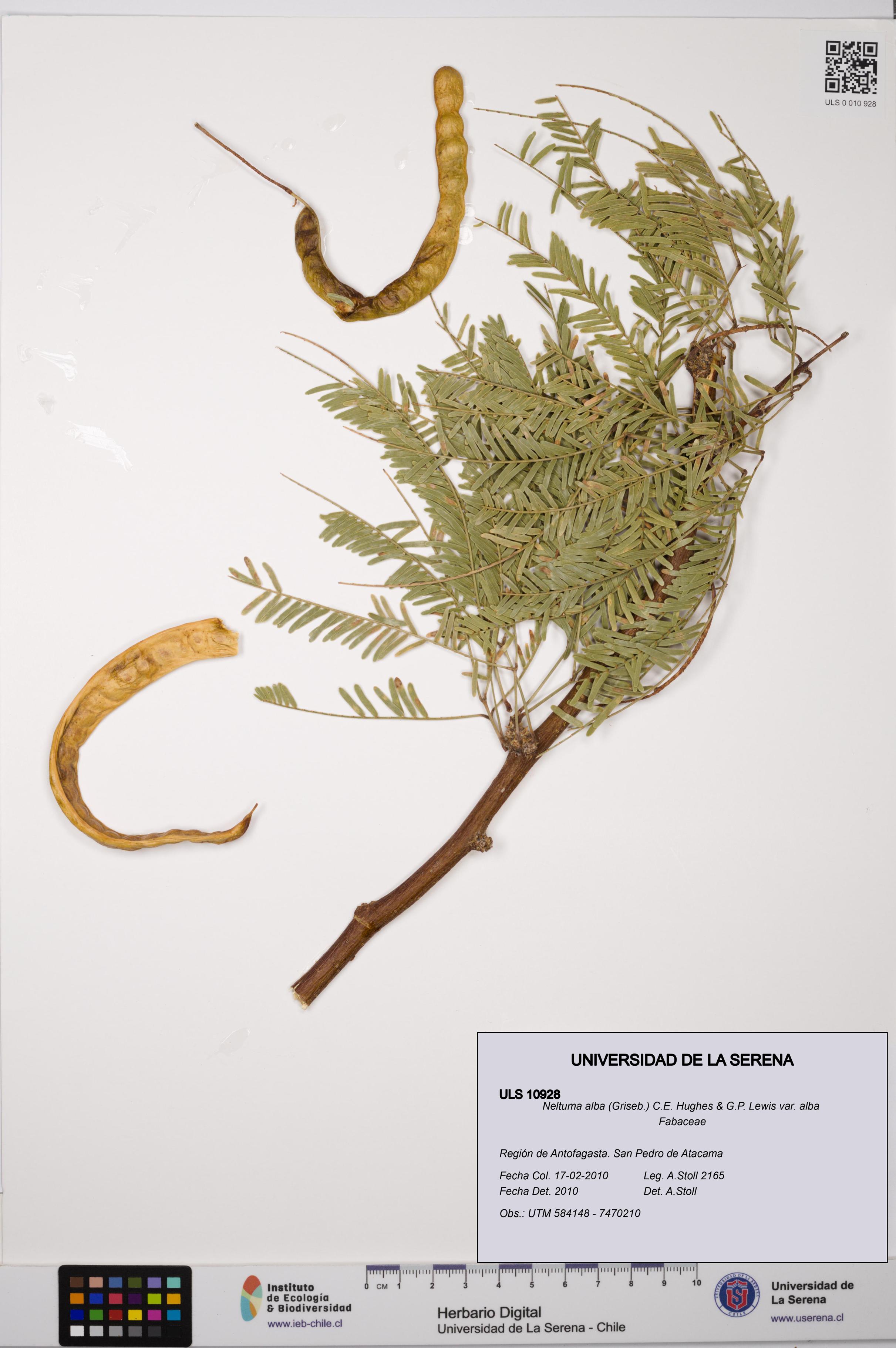 Neltuma alba var. alba [Espécimen: ULS:ULS:0010928]