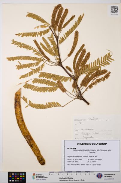 Neltuma alba var. alba [Espécimen: ULS:ULS:0010929]