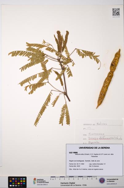 Neltuma alba var. alba [Espécimen: ULS:ULS:0010930]