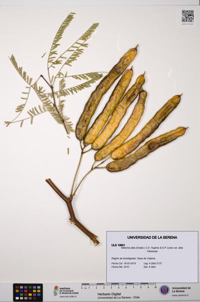 Neltuma alba var. alba [Espécimen: ULS:ULS:0010931]