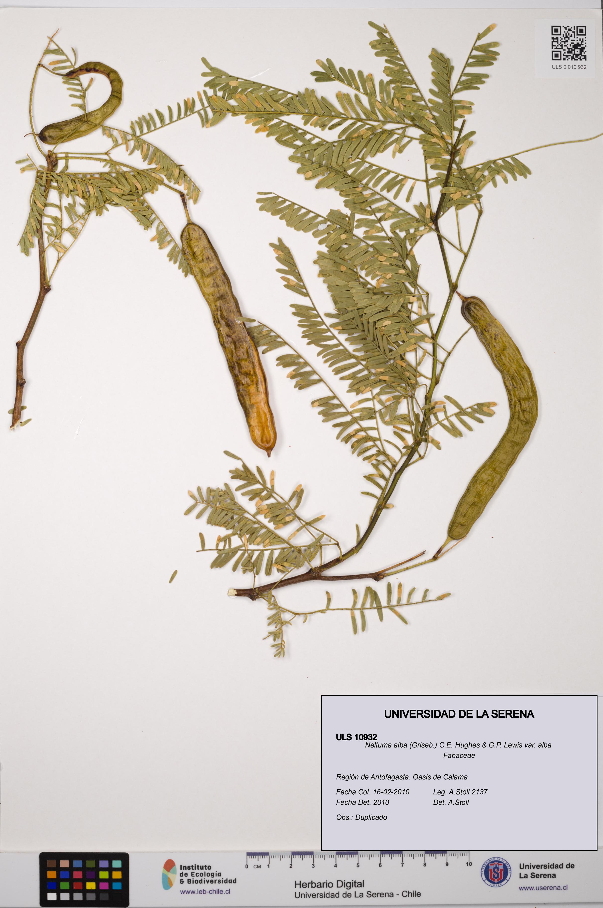 Neltuma alba var. alba [Espécimen: ULS:ULS:0010932]