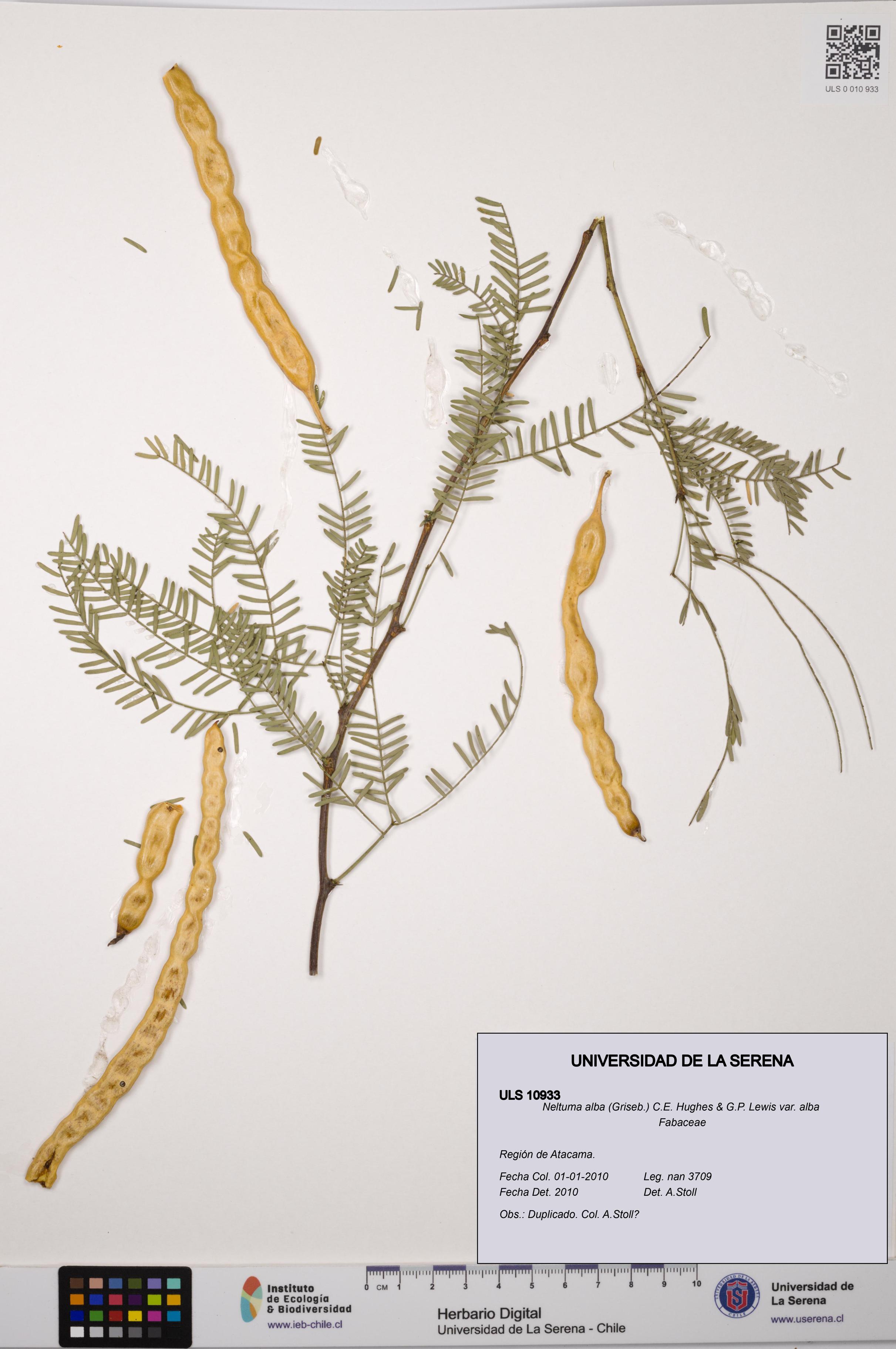 Neltuma alba var. alba [Espécimen: ULS:ULS:0010933]