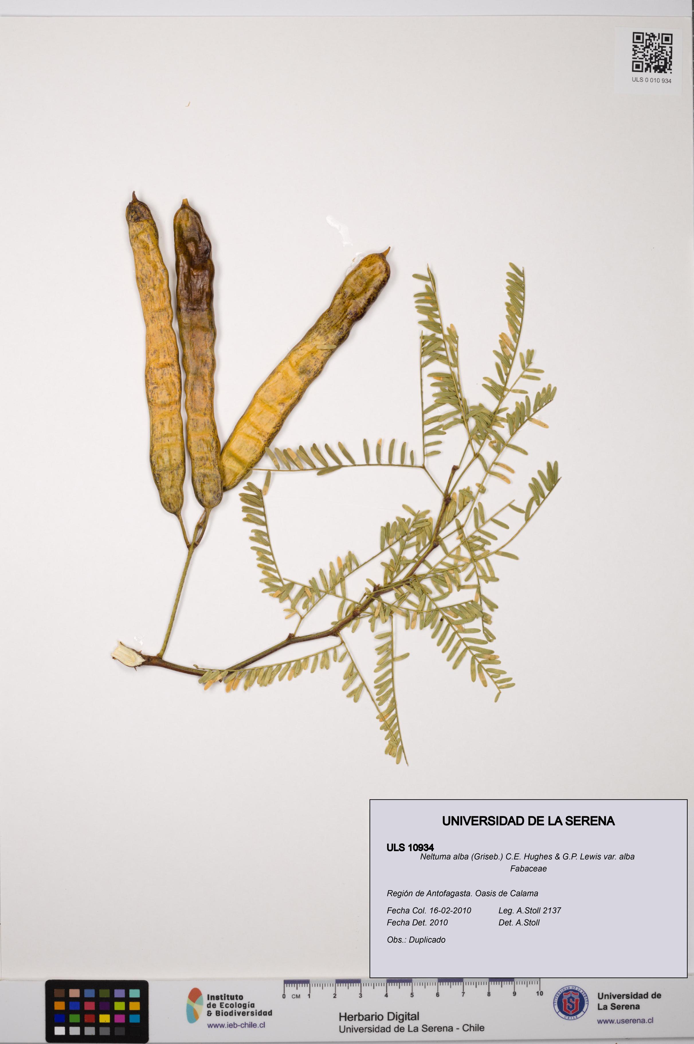 Neltuma alba var. alba [Espécimen: ULS:ULS:0010934]