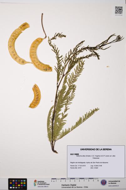 Neltuma alba var. alba [Espécimen: ULS:ULS:0010935]