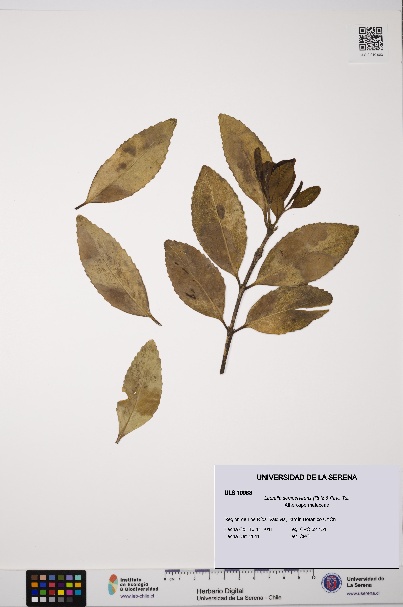 Laurelia sempervirens [Espécimen: ULS:ULS:0010983]