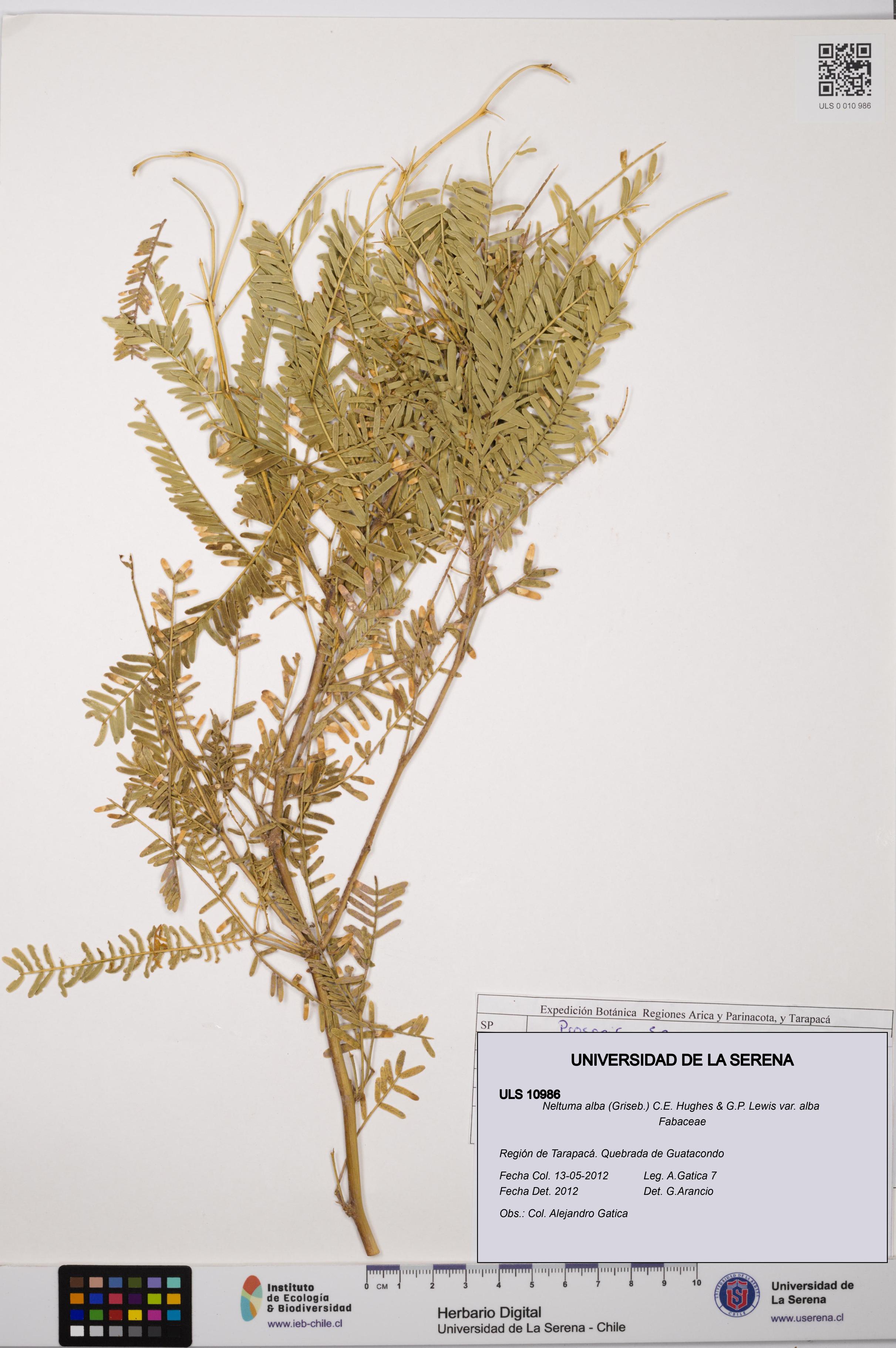 Neltuma alba var. alba [Espécimen: ULS:ULS:0010986]
