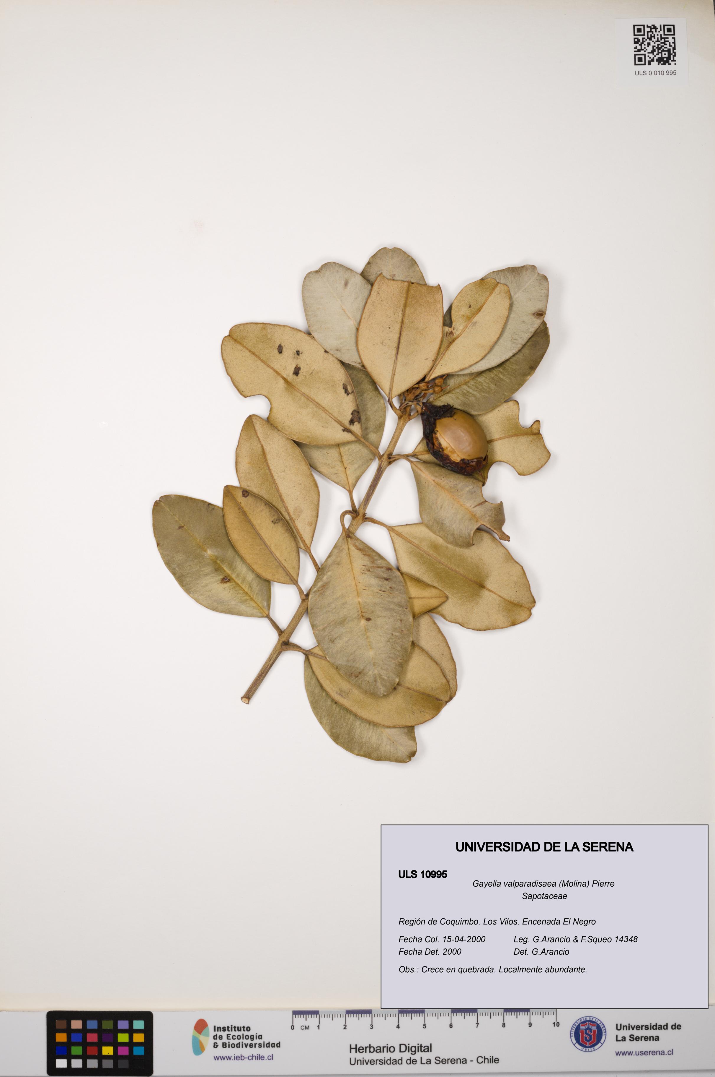 Gayella valparadisaea [Espécimen: ULS:ULS:0010995]