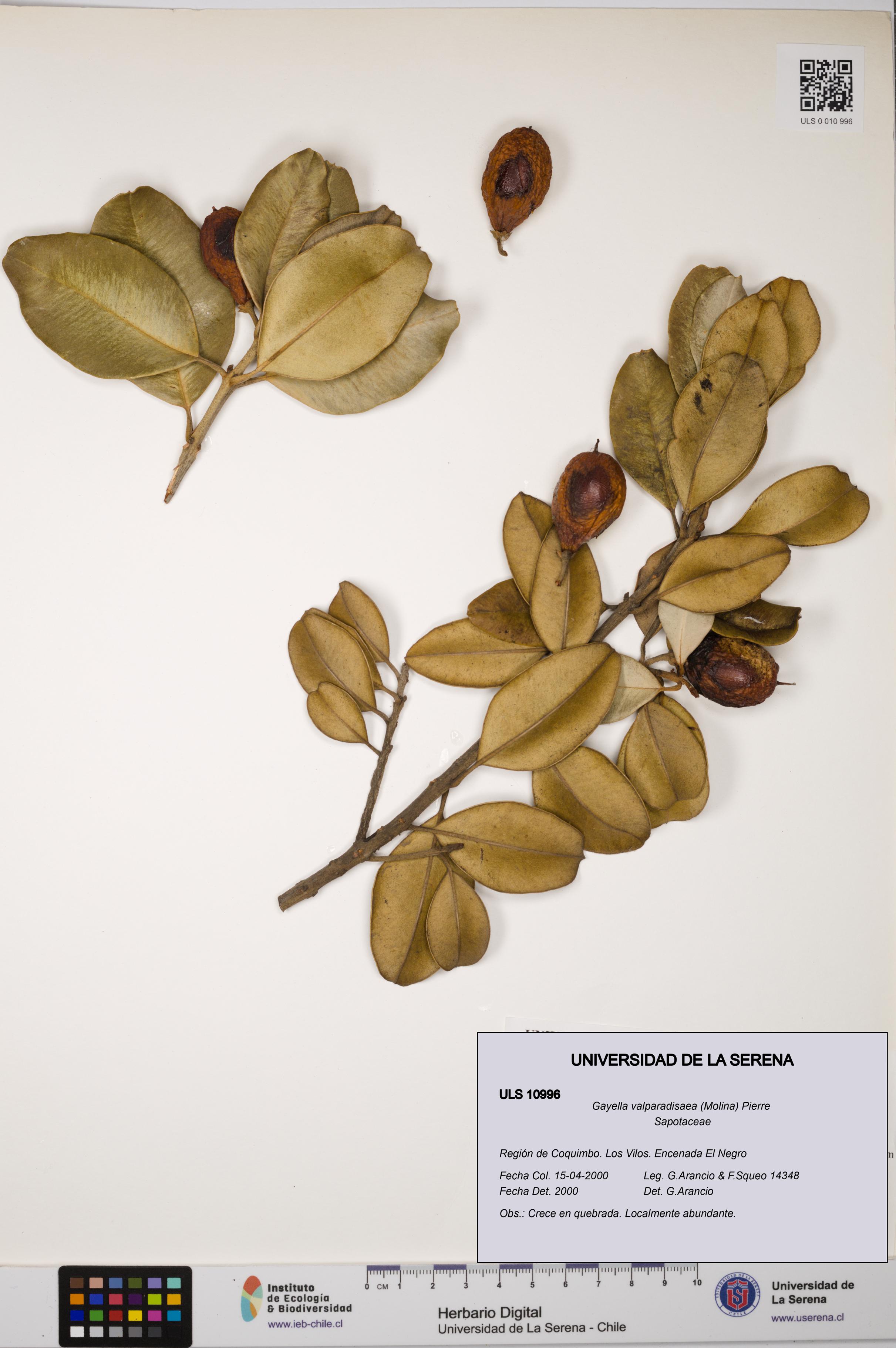 Gayella valparadisaea [Espécimen: ULS:ULS:0010996]