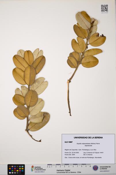 Gayella valparadisaea [Espécimen: ULS:ULS:0010997]