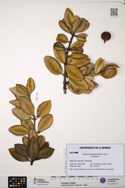 Gayella valparadisaea [Espécimen: ULS:ULS:0010998]