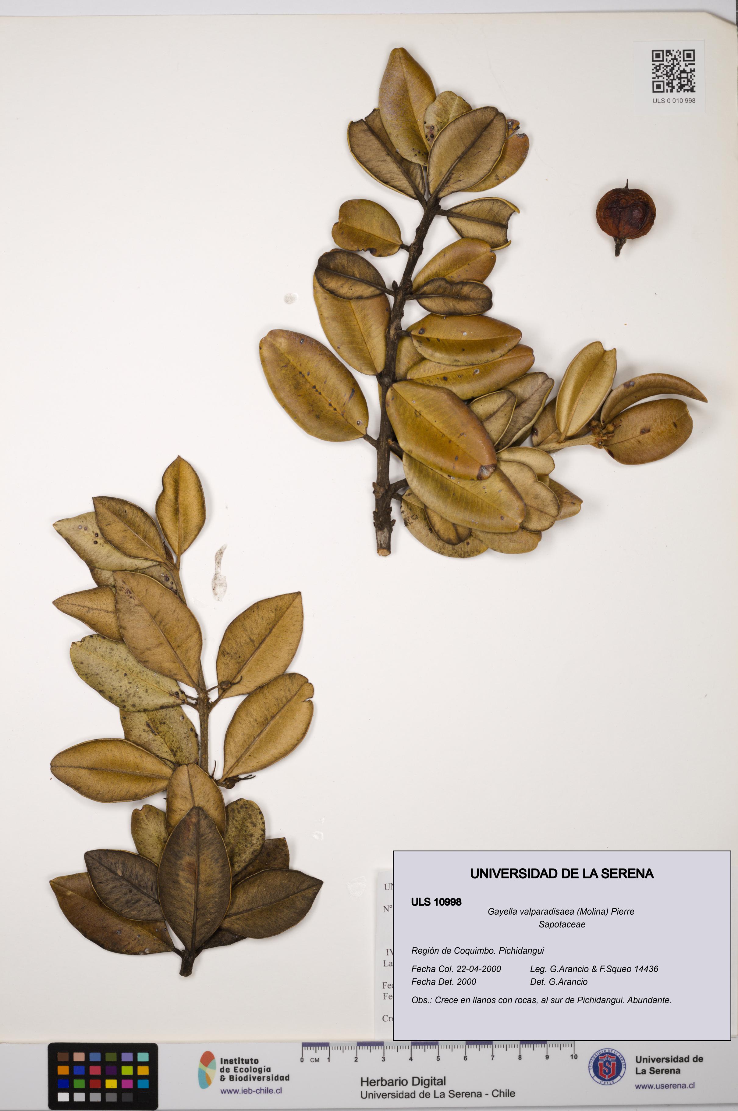 Gayella valparadisaea [Espécimen: ULS:ULS:0010998]