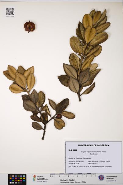 Gayella valparadisaea [Espécimen: ULS:ULS:0010999]