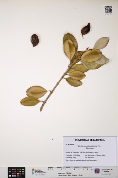 Gayella valparadisaea [Espécimen: ULS:ULS:0011000]