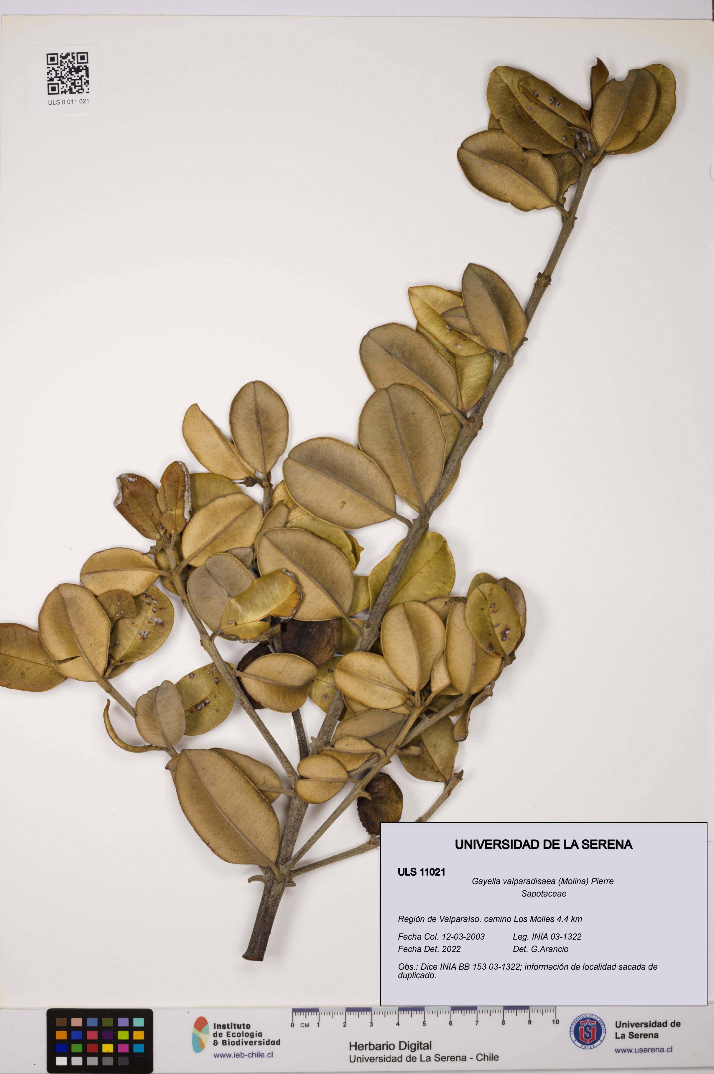 Gayella valparadisaea [Espécimen: ULS:ULS:0011021]