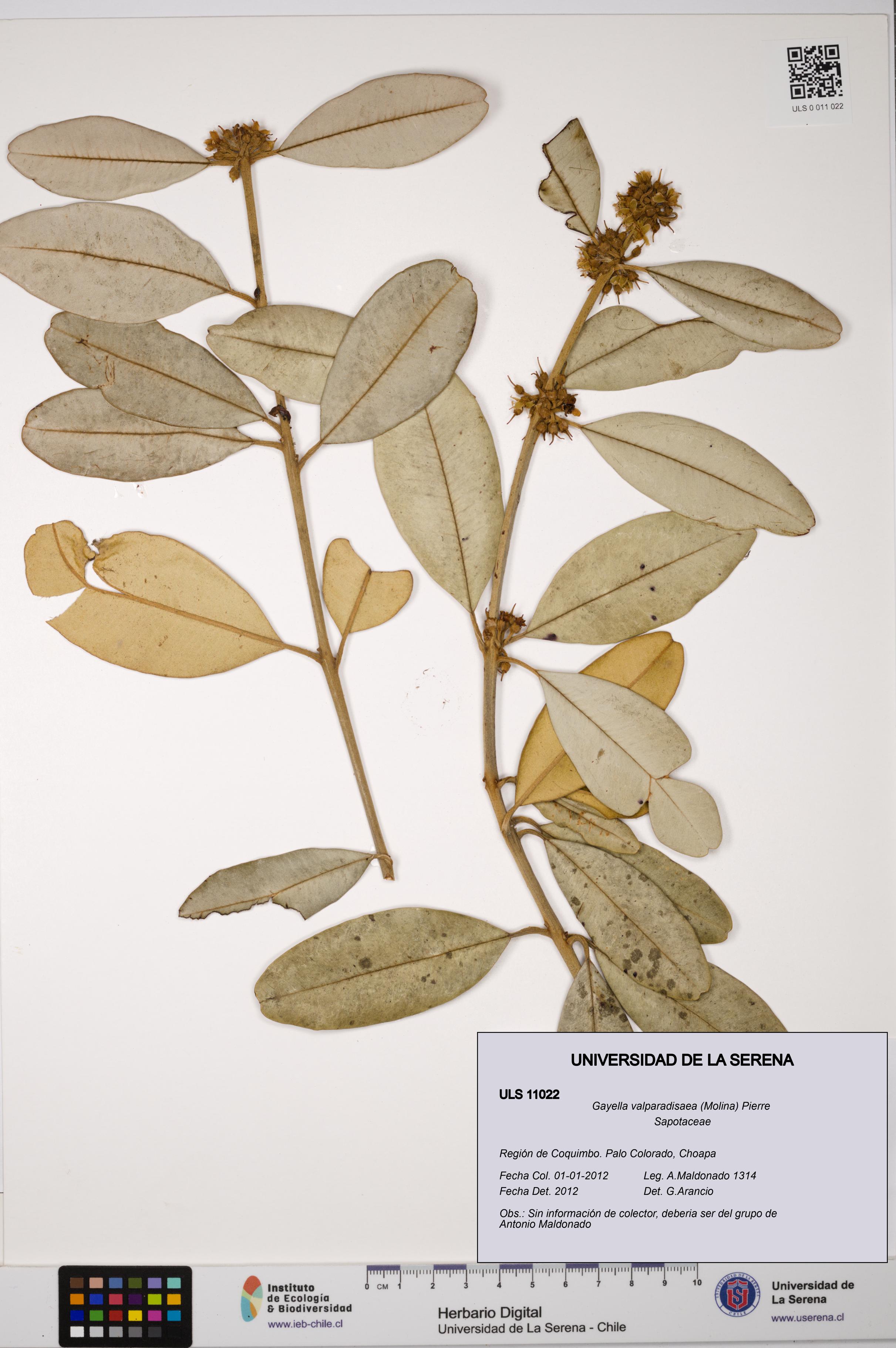 Gayella valparadisaea [Espécimen: ULS:ULS:0011022]