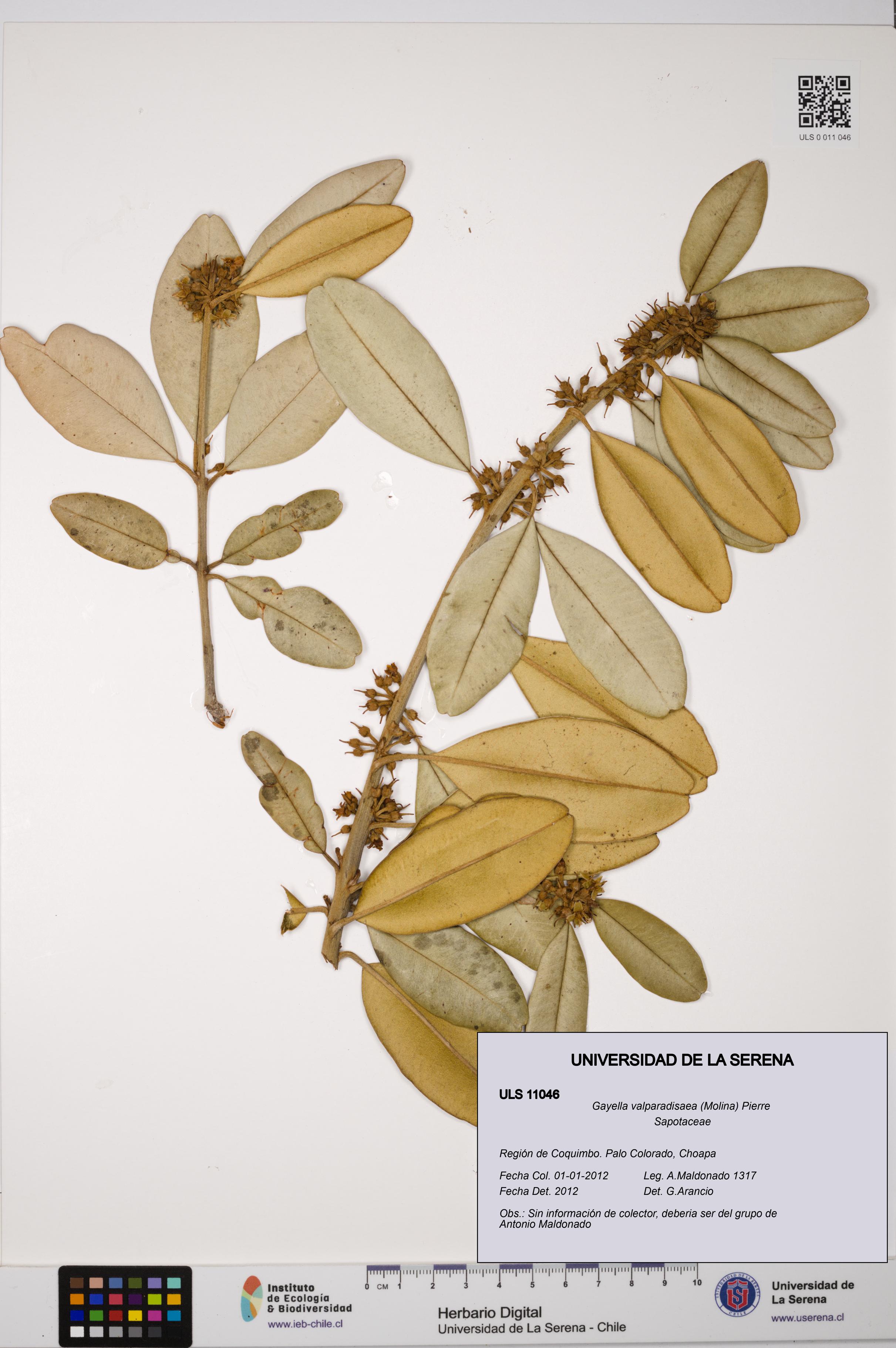 Gayella valparadisaea [Espécimen: ULS:ULS:0011046]