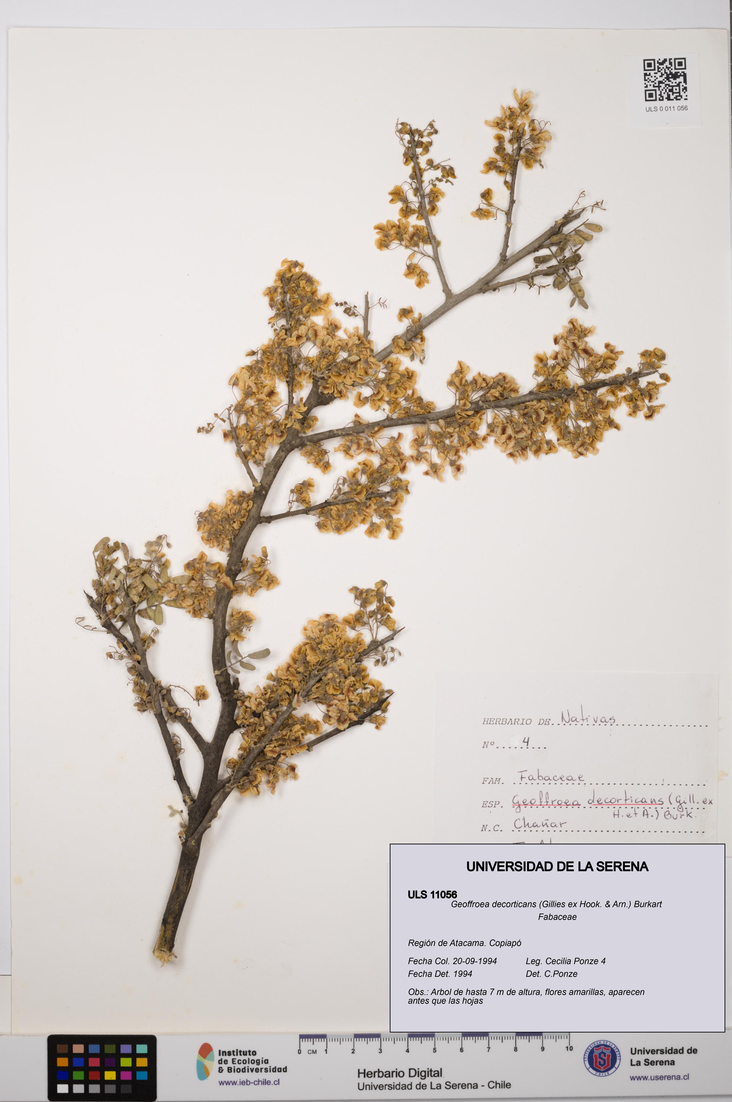 Geoffroea decorticans [Espécimen: ULS:ULS:0011056]