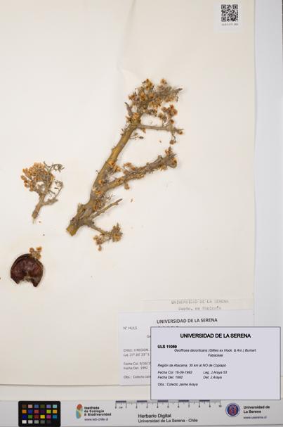 Geoffroea decorticans [Espécimen: ULS:ULS:0011059]