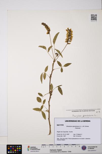 Otholobium glandulosum [Espécimen: ULS:ULS:0011113]