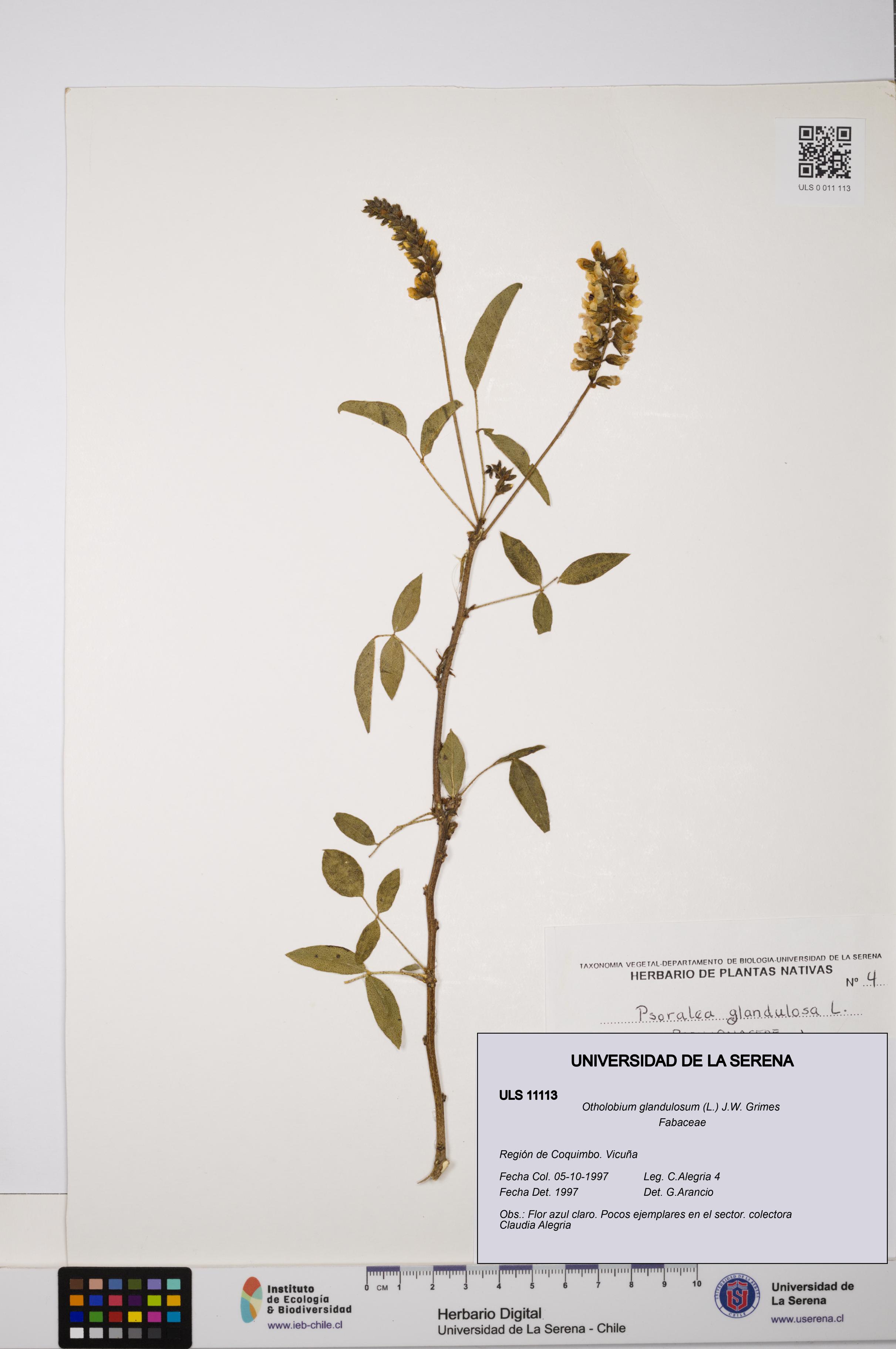 Otholobium glandulosum [Espécimen: ULS:ULS:0011113]