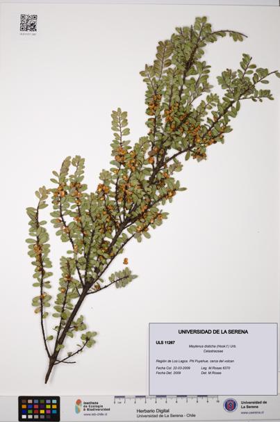 Maytenus disticha [Espécimen: ULS:ULS:0011267]