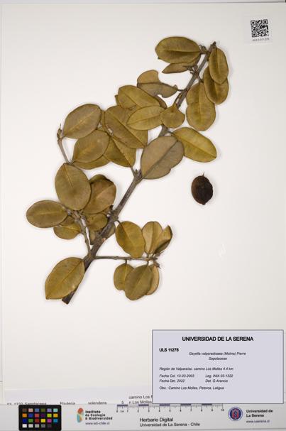 Gayella valparadisaea [Espécimen: ULS:ULS:0011275]