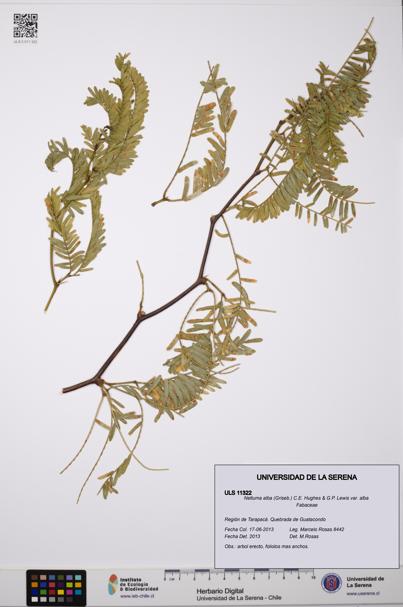 Neltuma alba var. alba [Espécimen: ULS:ULS:0011322]