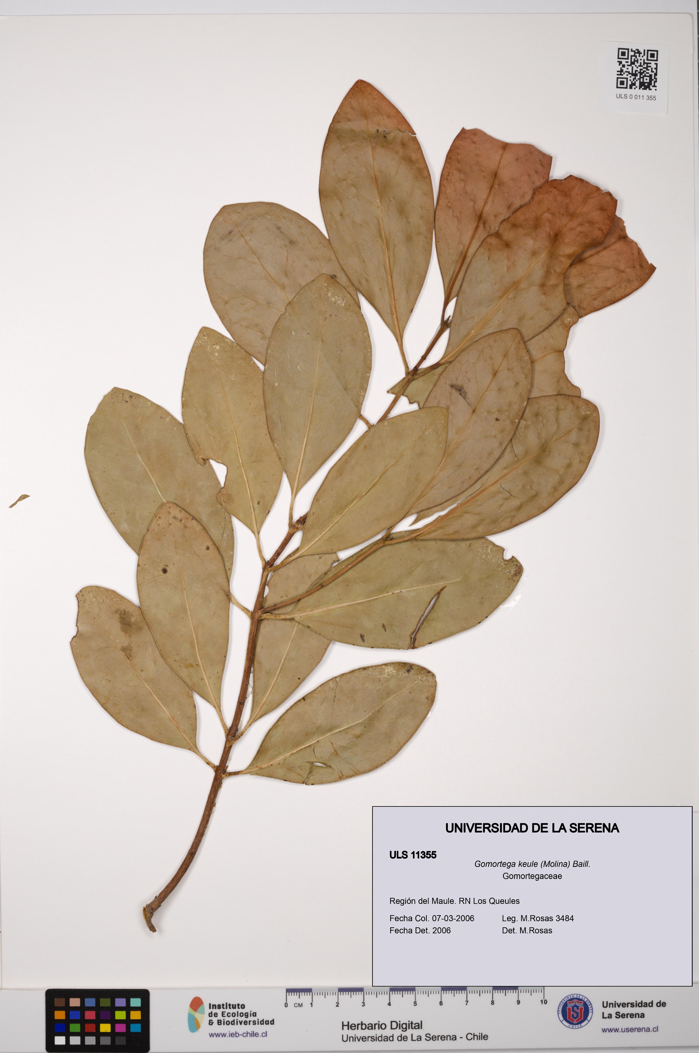 Gomortega keule [Espécimen: ULS:ULS:0011355]