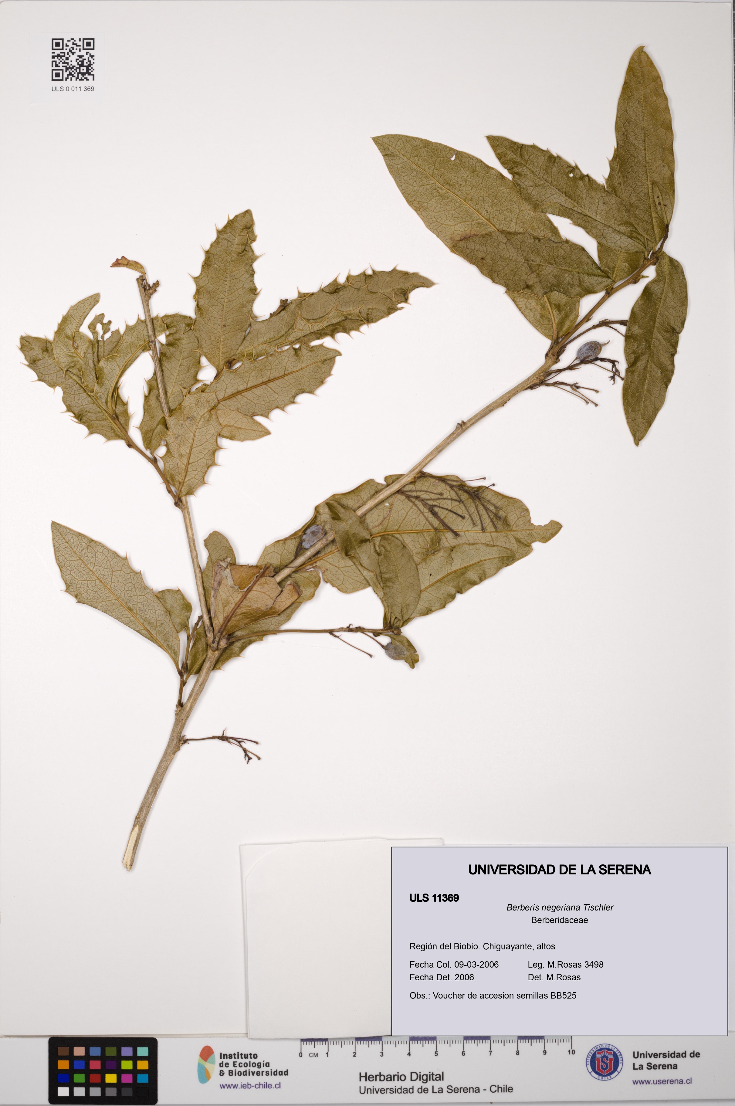 Berberis negeriana [Espécimen: ULS:ULS:0011369]
