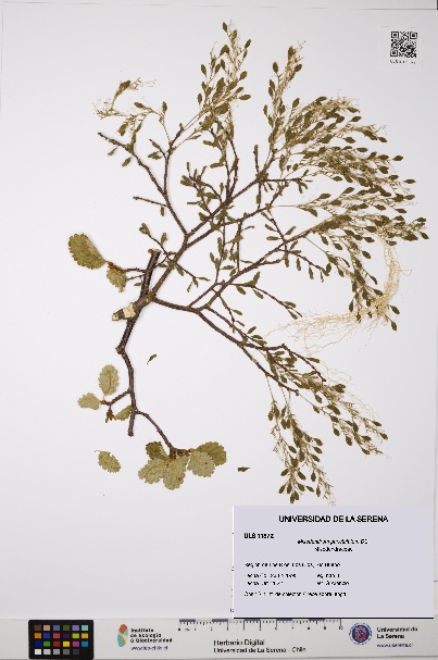 Misodendrum punctulatum [Espécimen: ULS:ULS:0011372]