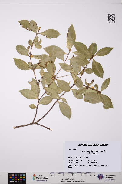 Maytenus magellanica [Espécimen: ULS:ULS:0011374]