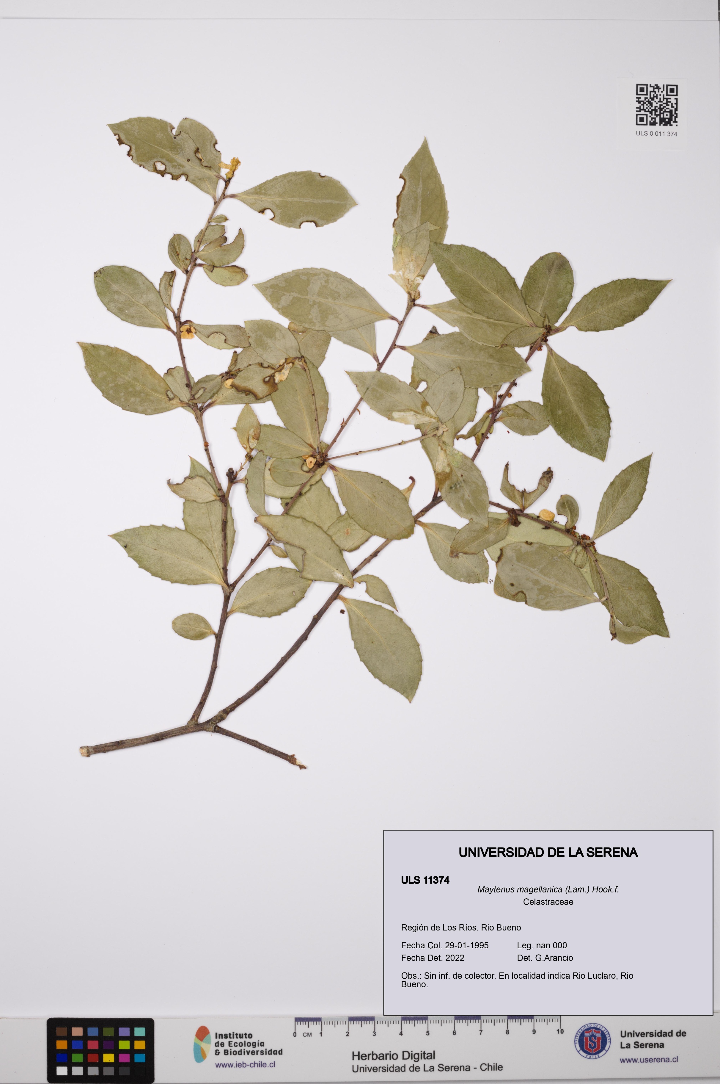 Maytenus magellanica [Espécimen: ULS:ULS:0011374]