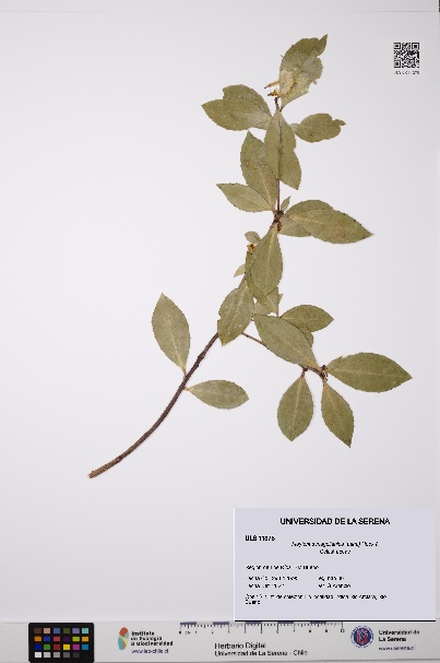 Maytenus magellanica [Espécimen: ULS:ULS:0011375]