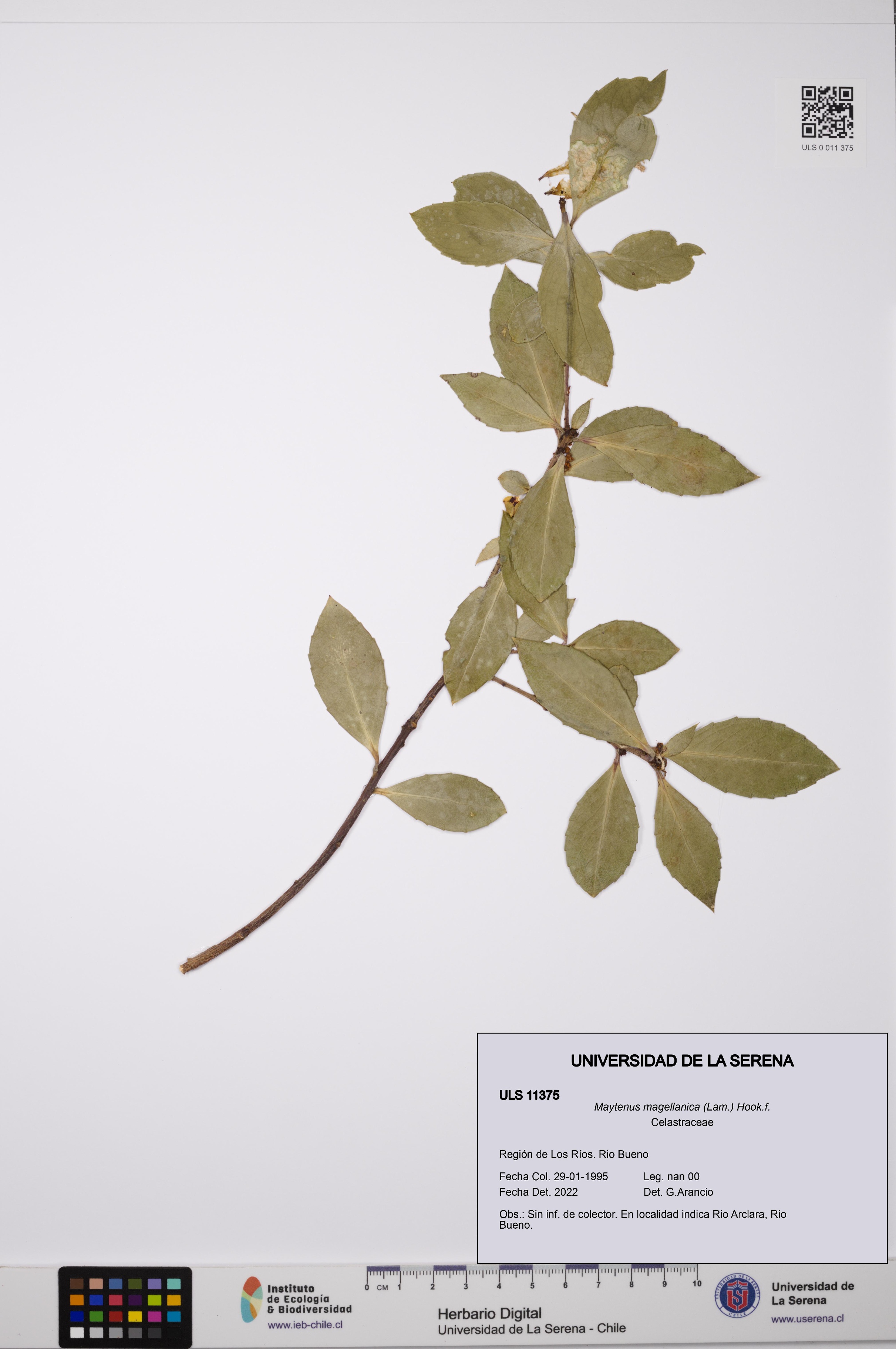 Maytenus magellanica [Espécimen: ULS:ULS:0011375]