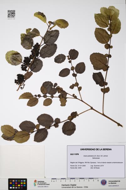 Azara petiolaris [Espécimen: ULS:ULS:0011378]