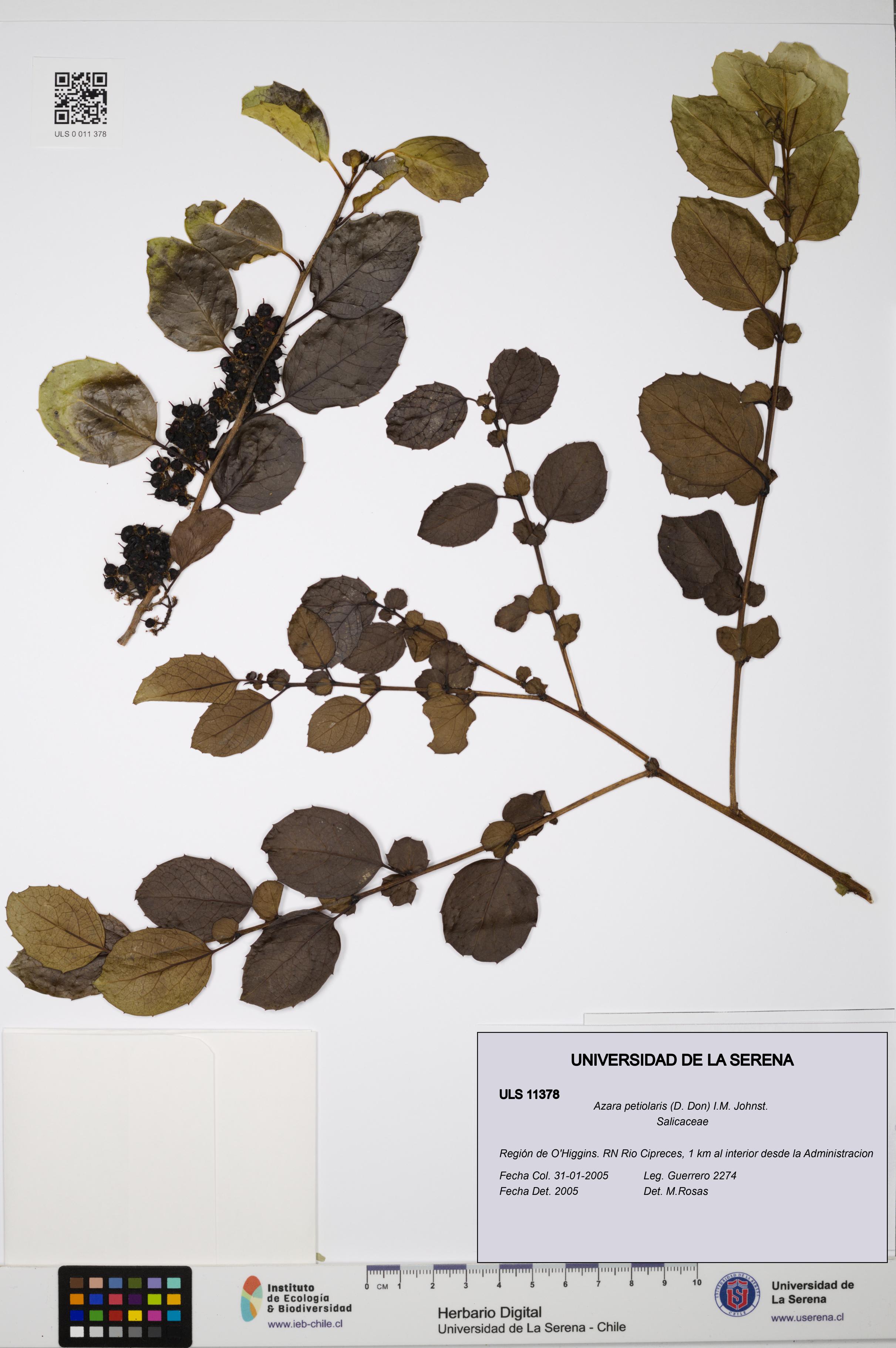 Azara petiolaris [Espécimen: ULS:ULS:0011378]