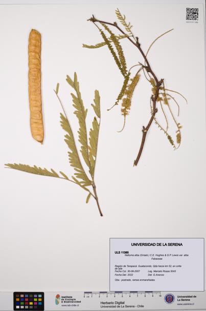 Neltuma alba var. alba [Espécimen: ULS:ULS:0011385]