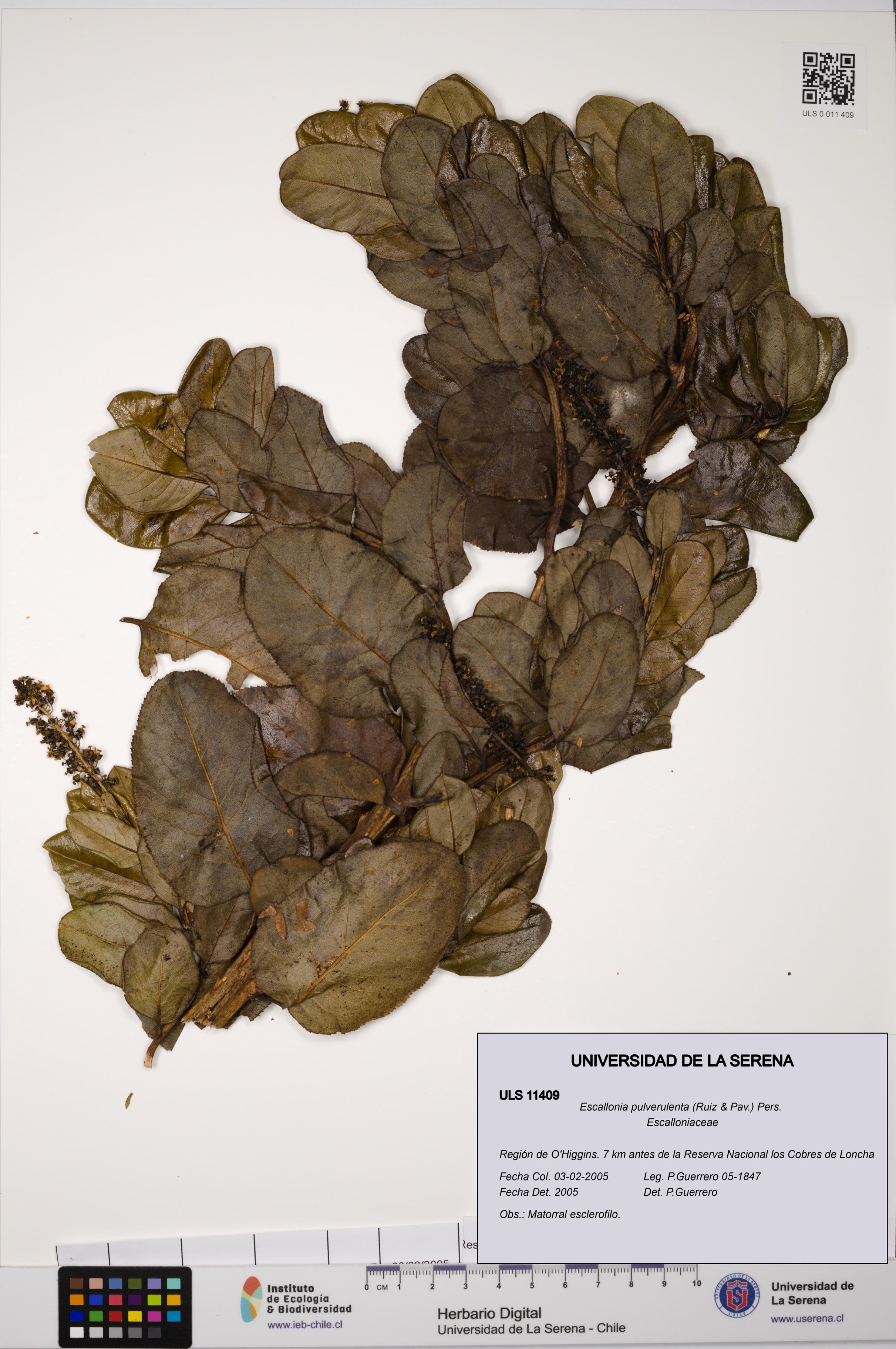 Escallonia pulverulenta [Espécimen: ULS:ULS:0011409]