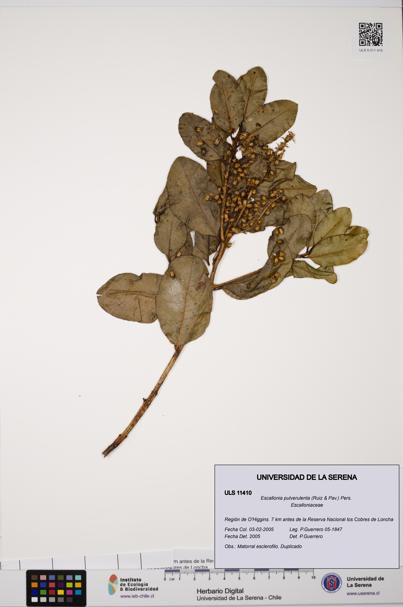 Escallonia pulverulenta [Espécimen: ULS:ULS:0011410]